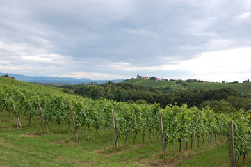 Fototapeta na wymiar Romantic landscape and vineyards in slovenia