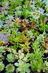 Small pots planted with a green succulent plant