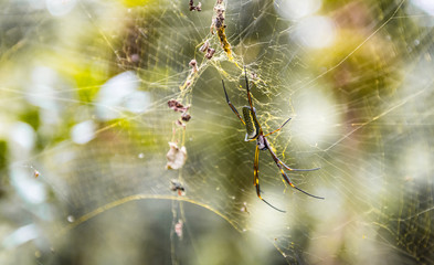 Female golden orb-web spider (nephila clavipes) in the brazilian rainforest