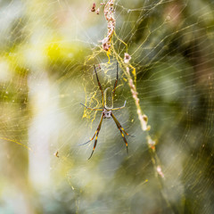 Female golden orb-web spider (nephila clavipes) in the brazilian rainforest