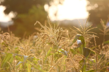 inflorescences of corn Natural beauty background. Texture of green leaves and inflorescences of young corn against the sky. Close-up, outdoors, without people, side view, free space. Nature and agricu