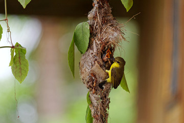 Two young Tailorbird wait for food from her mother