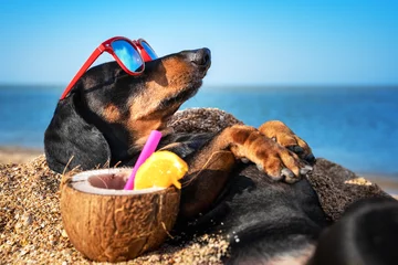Gardinen beautiful dog of dachshund, black and tan, buried in the sand at the beach sea on summer vacation holidays, wearing red sunglasses with coconut cocktail © Masarik