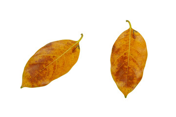 Fototapeta premium Brown leaf isolated on white background (jackfruit leaves)