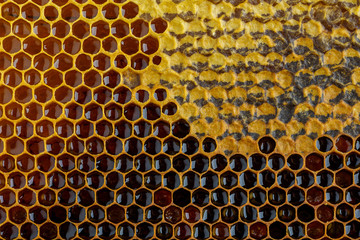 Honeycomb with honey and pollen. Close-up background with selective focus.