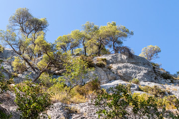 Sainte-Victoire mountain, towards the village of Tholonet