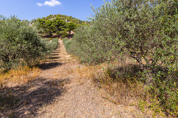 olive groves on the Sainte Victoire mountain range