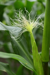 Corn - a female inflorescence of corn. fresh plants in a corn field, Natural beauty background. Texture of green leaves and inflorescences of young corn against the sky. Close-up, outdoors, without pe