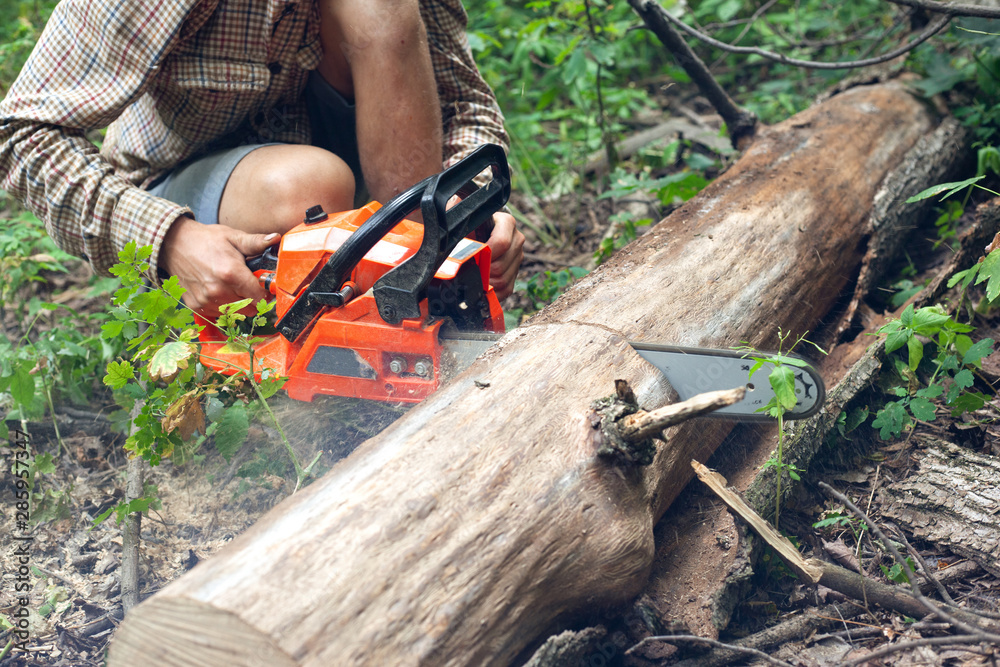 Wall mural a forester cuts a tree in half with a chainsaw