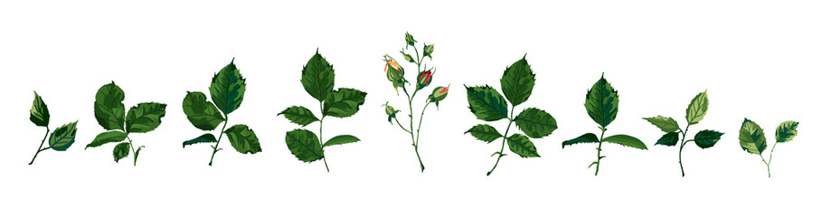 Collection of roses greenery leaves plant herbs spring flora