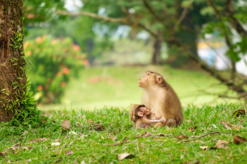 Love in Mother Nature.   Mother monkey feeding Child monkey in Mother Nature.