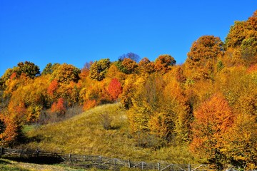 Fototapeta premium hill with yellowed trees