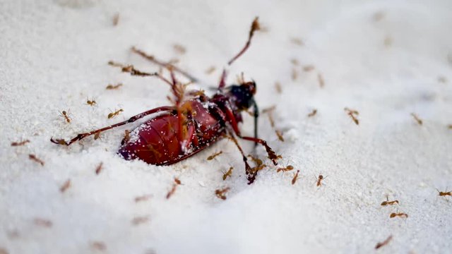 Red ants killing big insect on the white sand | Deadly nature