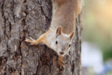 Squirrel on a tree looks upside down at the camera.