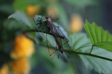 Zanzare Accoppiamento