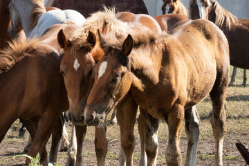 two beautiful horses snuggled together in the field