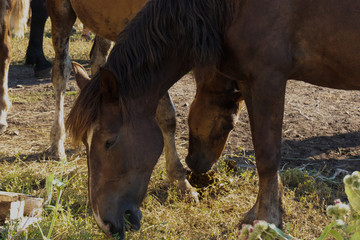 Closeup Side view of brown horse eating grass and hay in meadow in summer