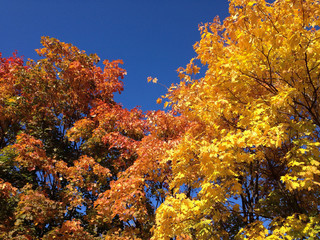 Fototapeta premium yellow tree in autumn