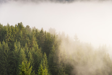 Trees in morning fog. View of foggy forest.