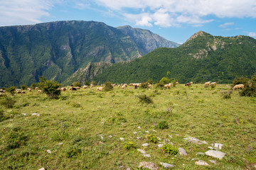 Flock of sheep on a mountain pasture