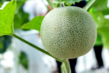 Japanese green cantaloupe, Fresh melons or green melons or cantaloupe melons plants growing in greenhouse supported by string melon nets.