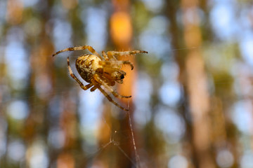 Cross spider and spiderweb closeup. European garden spider (Araneus Diadematus), insect-predator and   his net in the forest or the garden. 