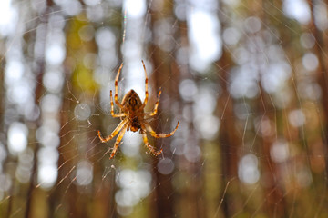 Cross spider and spiderweb closeup. European garden spider (Araneus Diadematus), insect-predator and   his net in the forest or the garden. 