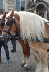 Cavallo
