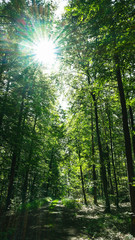Fototapeta na wymiar Green forest nature with sun light 