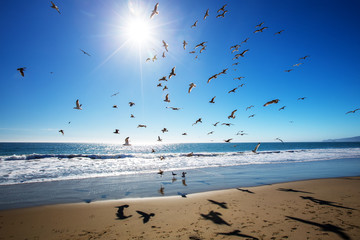 Beautiful view of the ocean with seagulls