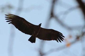 A vulture flying in South Africa