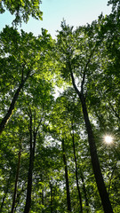 Green forest with sun on the leaves