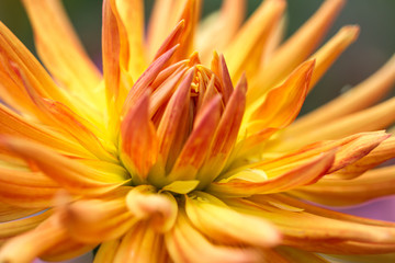 Fototapeta na wymiar Blossom of a dahlia in yellow, orange and red in full bloom