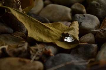 mushroom on a leaf