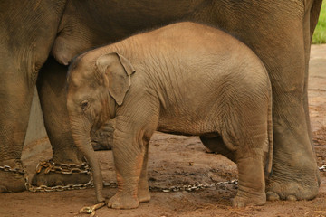 Fototapeta premium Portrait Of Baby Elephant