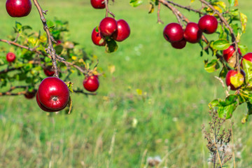 Red ripe apples on apple tree branch. Green copy space
