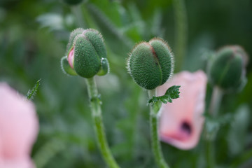 close-up of poppy buds with pink petals