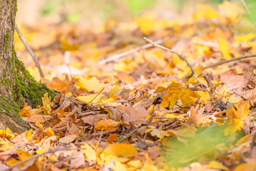Dry, yellow leaves on forest floor