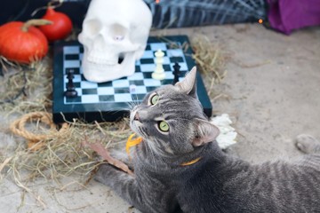 Naklejka na ściany i meble Halloween, gray young cat with green eyes and a yellow bow on a background of a composition of a skull, autumn leaves, illumination, mystical decor, autumn season