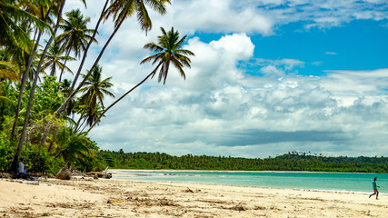 coconut palm tree caeira beach at boipeba bahia brazil oct 18