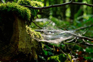 Waldboden Stamm Spinnennetz