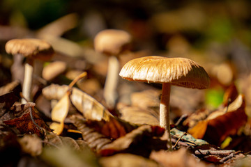 Waldboden Pilze Moshrooms