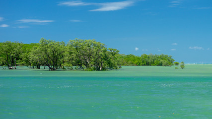 mangroove at boipeba bahia brazil oct 18