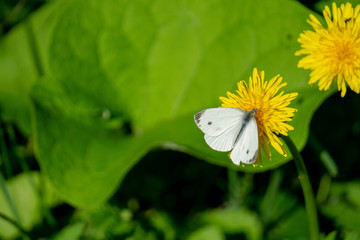Schmertterling Löwenzahn Butterfly