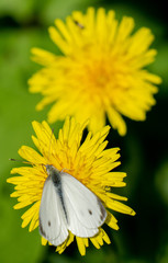 Butterfly Löwenzahn