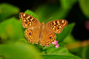 Close Up Of Butterfly 