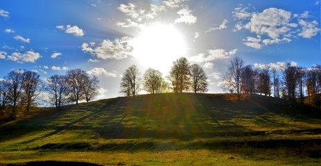 leafless trees on a hill