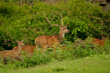Spotted Deer In The Wild