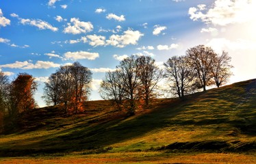 leafless trees on a hill
