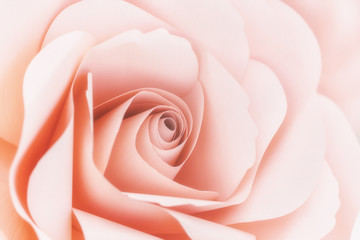 beautiful of sweet color pink roses in soft style for romance background or valentine day